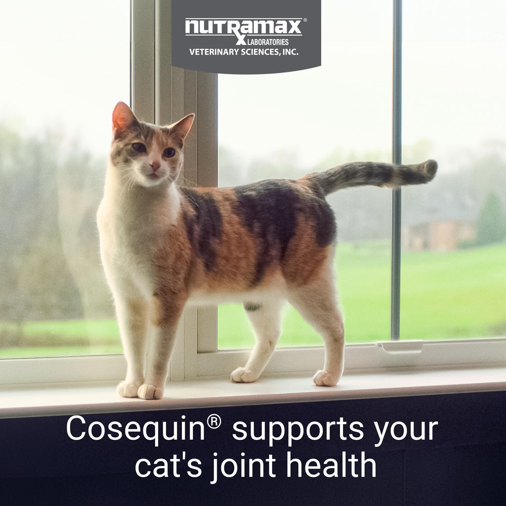 Joint Health Supplement for Cats, Soft Chews, 60ct P865187