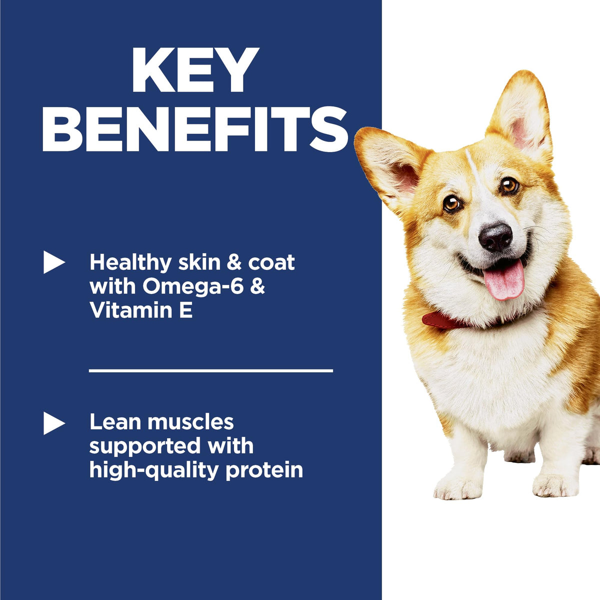 Dry Dog Food U415466