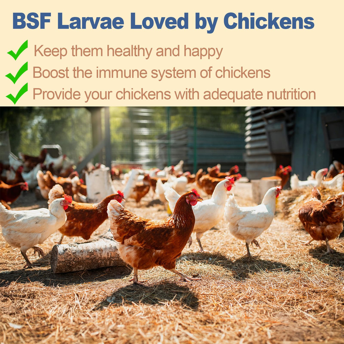 Black Soldier Fly Larvae Chicken Feed 20LB H469187